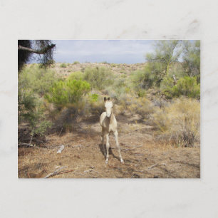 Roaming Martinez Wash Young Horse Postcard