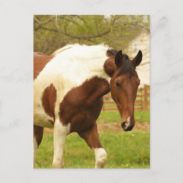 Roaming Paint Horse Postcard (Front)