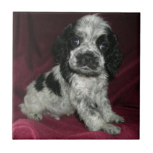 roan american cocker spaniel puppy, Apollo Tile