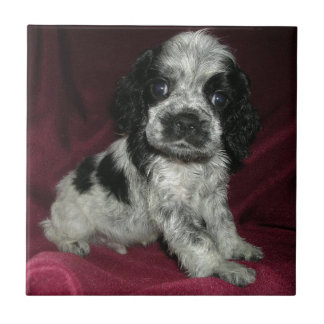 roan american cocker spaniel puppy, Apollo Tile