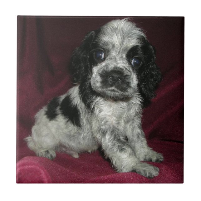 roan american cocker spaniel puppy, Apollo Tile (Front)