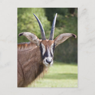 Roan Antelope Postcard