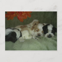 Roan Cocker spaniel puppies. Nap Time!