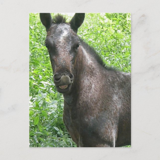 Roan Colt Postcard (Front)