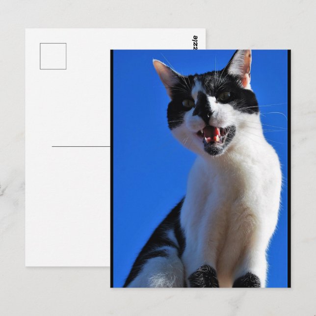 Roar of the Domestic Cat Postcard (Front/Back)