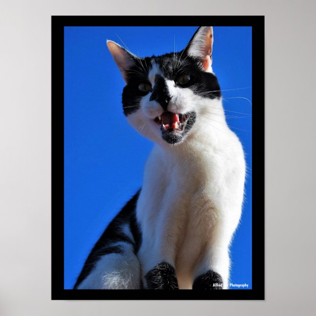 Roar of the Domestic Cat Poster (Front)