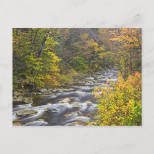Roaring Brook in fall in Vermont's Green 2 Postcard