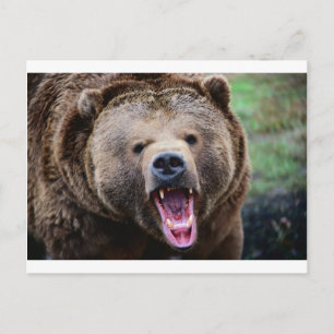 Roaring Grizzly Bear Postcard