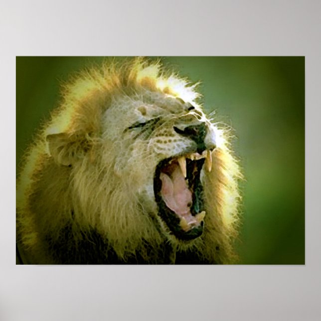 Roaring Lion Poster - Animal Photography Art (Front)