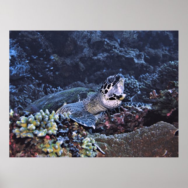 Roaring Turtle Poster (Front)