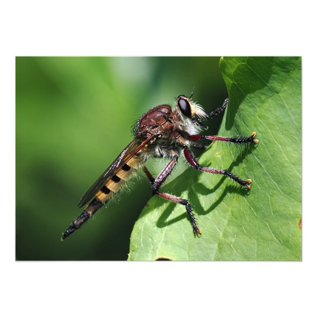Robber Fly Photo Print (Front)