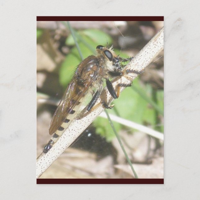 Robber Fly Postcard (Front)