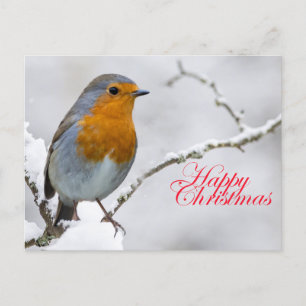 Robbin Redbreast Postcard
