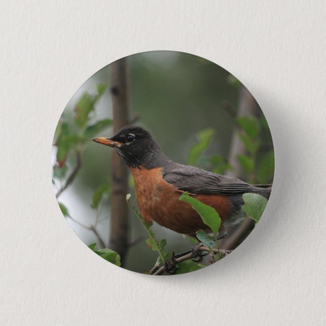 Robin 2 Inch Round Button (Front)