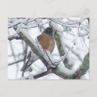 Robin américain dans la carte postale de neige