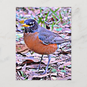 Robin (American Robin) Postcard