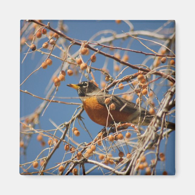 Robin Among Berries Magnet (Front)