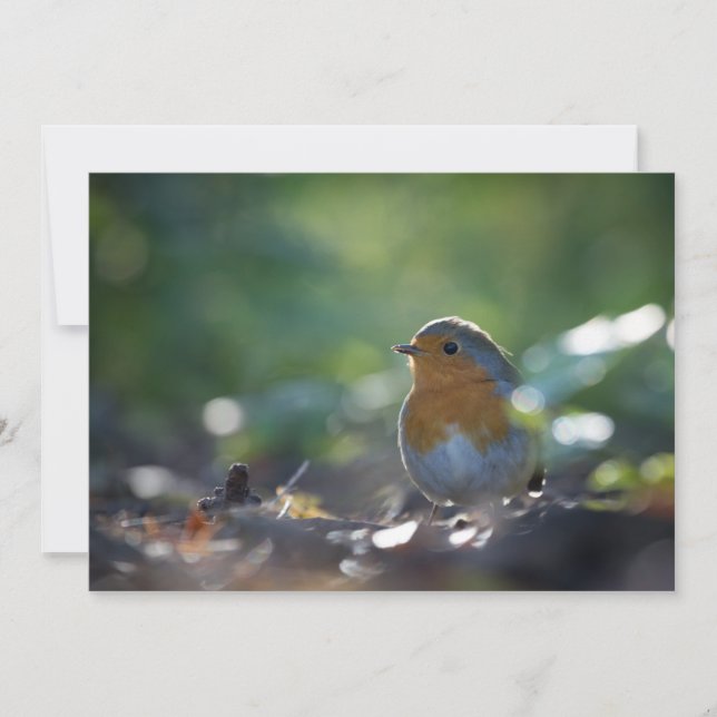 Robin Bird Carte photo naturel (Devant)