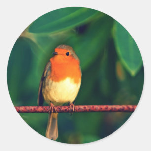 Robin bird classic round sticker