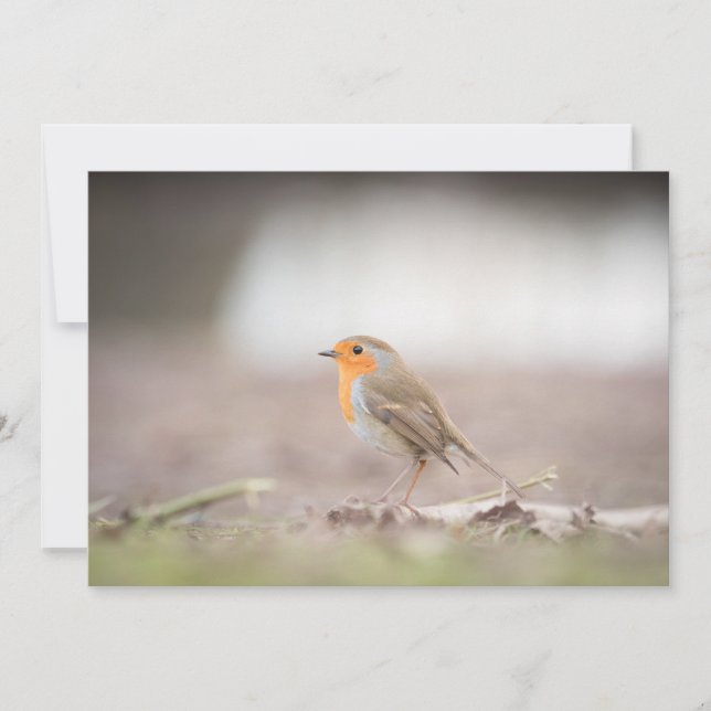 Robin bird nature photo card (Front)