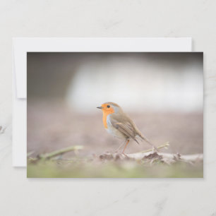 Robin bird nature photo card