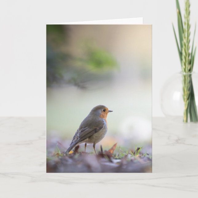 Robin Bird Nature Photo Card (Front)