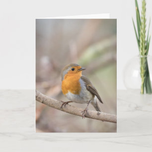 Robin Bird Nature Photo Card