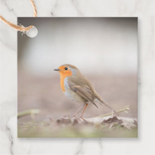 Robin Bird Nature Photo Favour Tags