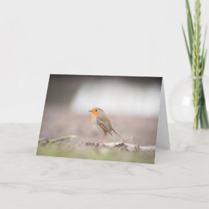 Robin Bird Nature Photograph Card