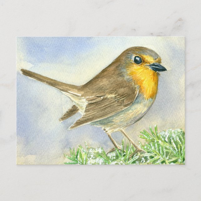 Robin bird on a frosted juniper branch postcard (Front)