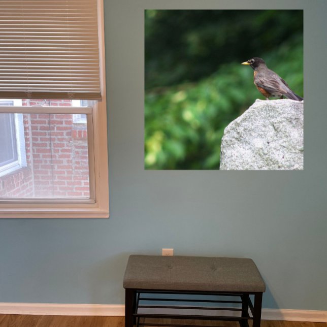 Robin Bird Photo Poster (Creator Uploaded)