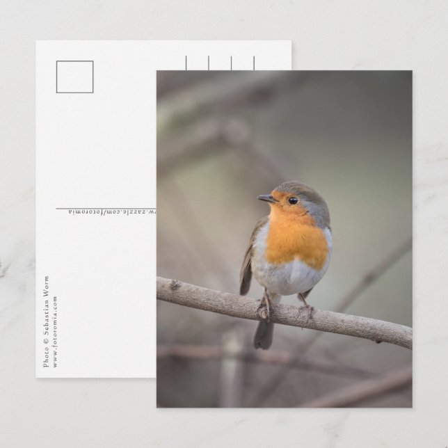 Robin Bird Wildlife Photo Postcard (Front/Back)