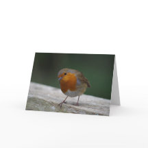 Robin Birthday Card