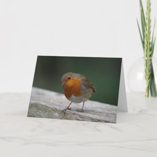 Robin Birthday Card (Front)