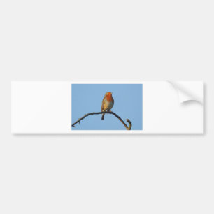 Robin Bumper Sticker