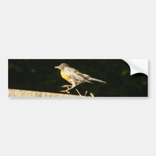 Robin Bumper Sticker