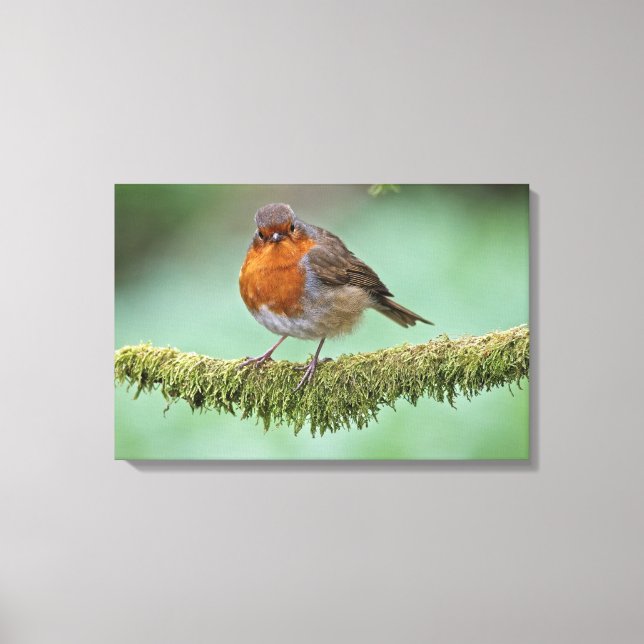 Robin Canvas Print (Front)