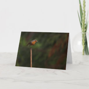 Robin Card