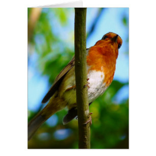 ROBIN CARD