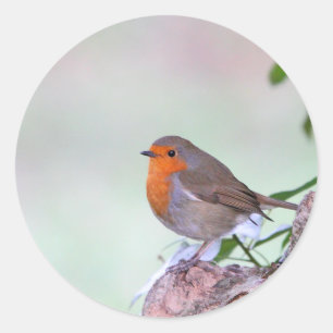 Robin Classic Round Sticker