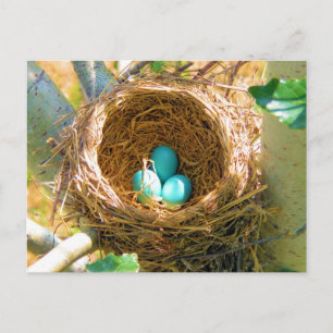 Robin Eggs in a Backyard Tree Nest Postcard
