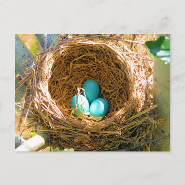 Robin Eggs in a Backyard Tree Nest Postcard (Front)