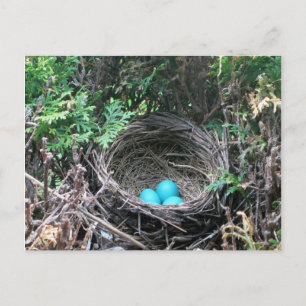 Robin Eggs in Nest Postcard