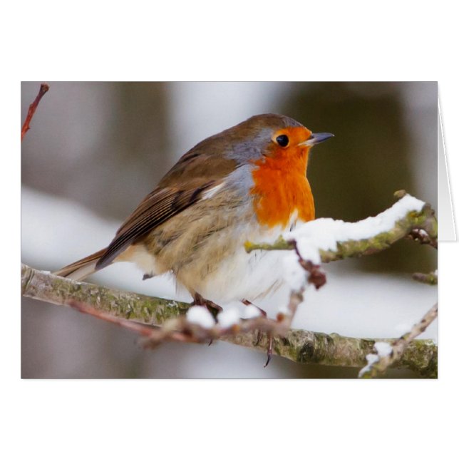 Robin en hiver (Devant horizontal)