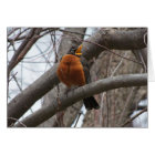 Robin et roitelet, bruit joyeux