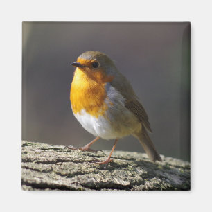 Robin Fridge Magnet