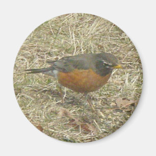 Robin Harbinger of Spring Magnet