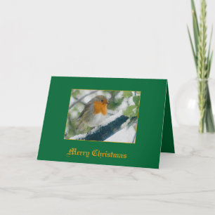 Robin Holiday Card