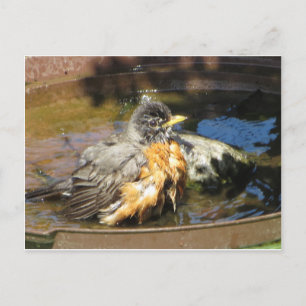 Robin In Bird Bath Postcard