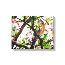 Robin in Blooming Crabapple Tree Print Canvas